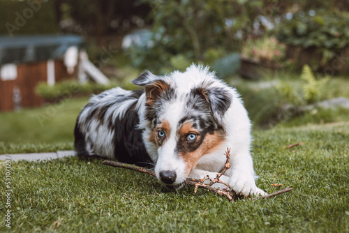 Australian Shepherd puppy with ragged eyes lying in the garden chewing on a twig and smiling happily. Love for a pet