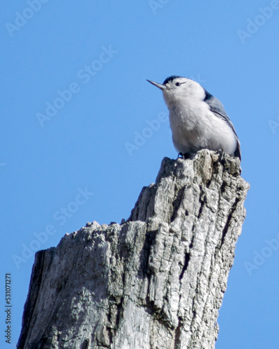 White Breasted Nuthatch - Stump Perched