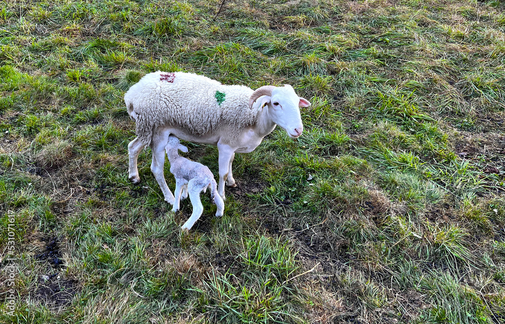 Obraz premium Mouton et son agneau 