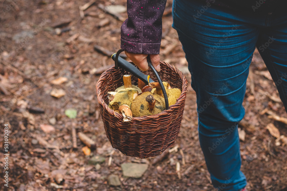 Fototapeta premium Woman in outdoor clothing holds a basket full of mushrooms, mainly Boletus edulis from the autumn forest. September and October. Finding and collecting mushrooms