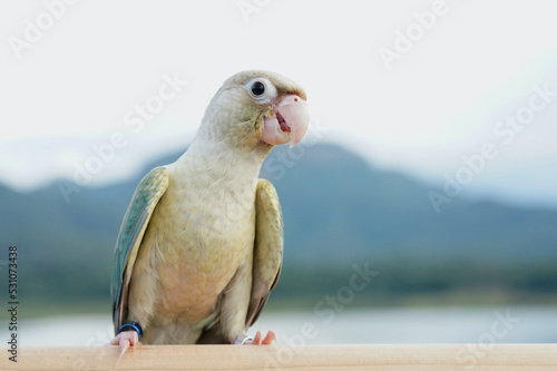 Green cheek conure turquoise pineapple (turquoise cinnamon and opaline mutations) color on the sky and mountain background, the small parrot of the genus Pyrrhura, has a sharp beak.