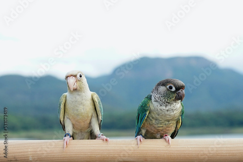 Two green cheek conure couple turquoise Yellow-sided and Pineapple color on sky and mountain background, the small parrot of the genus Pyrrhura, has a sharp beak. Native to South America (Amazon).