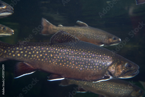 brook trout underwater salvelinus frontinalis fresh water photo