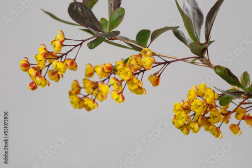 Barberry branch blooming with yellow flowers isolated on a gray background.