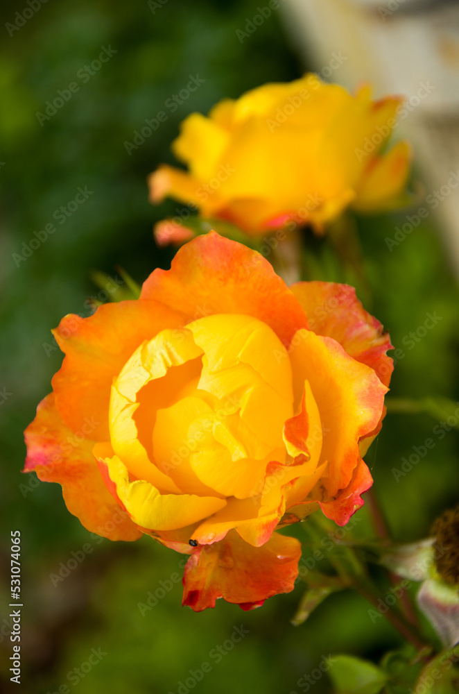 Fresh rose in the garden, white and pink with green leaves, blooms in the garden Fresh rose in the garden, white and pink with green leaves, blooms in the garden