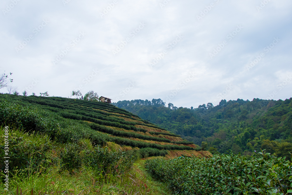 Hill tribe resting pavilion in a tea plantation on Doi Ang Khang, Chiang Mai, Thailand.