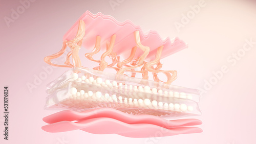 Skin cells and Elastin with collagen layer for facial and skin treatment. 3D rendering photo