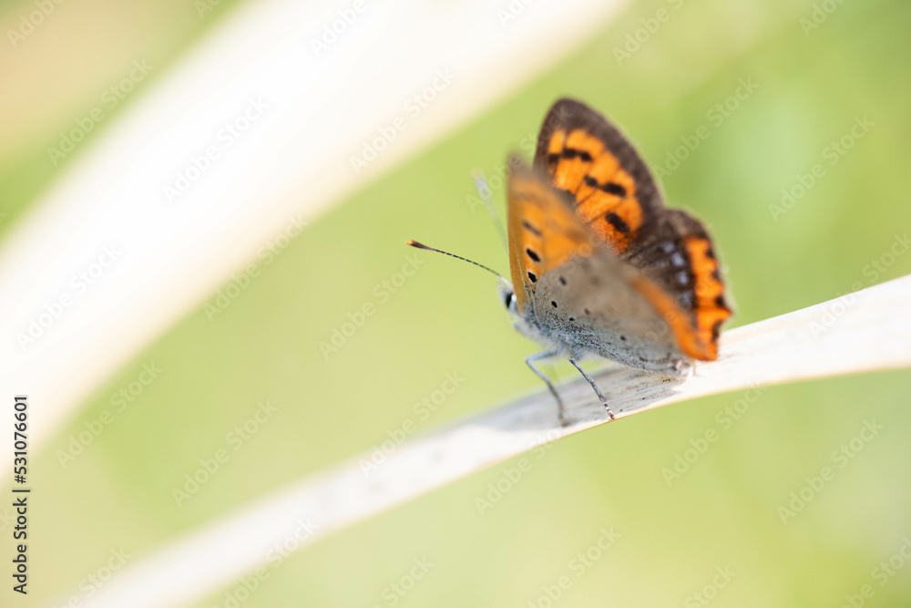 Obraz premium ベニシジミ