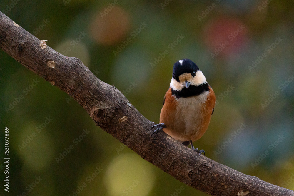 Fototapeta premium ヤマガラのお出迎え