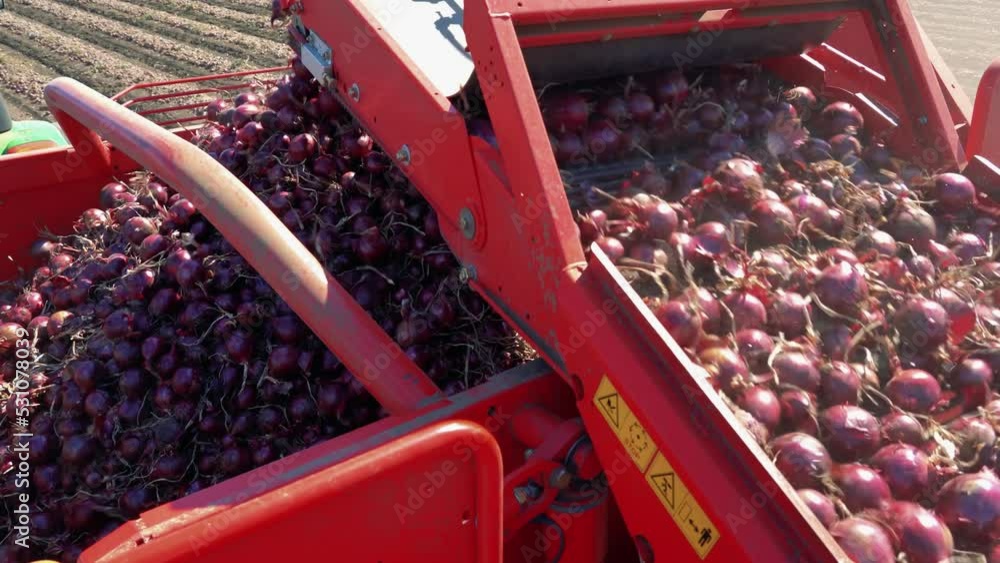 Stockvideo Onion Machine Harvesting Process. Freshly Harvested Red Onions Falling Over A