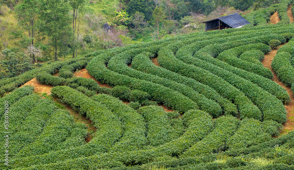 Green tea plantation in the high mountains at Doi Ang Khang, Chiang Mai, Thailand.