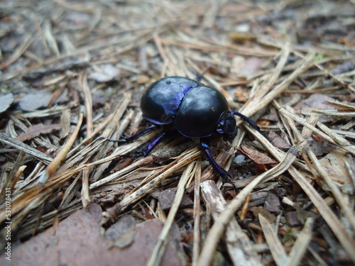 Dark navy beetle, dor beetle (Geotrupes stercorarius), on the forest floor strewn with pine needles photo