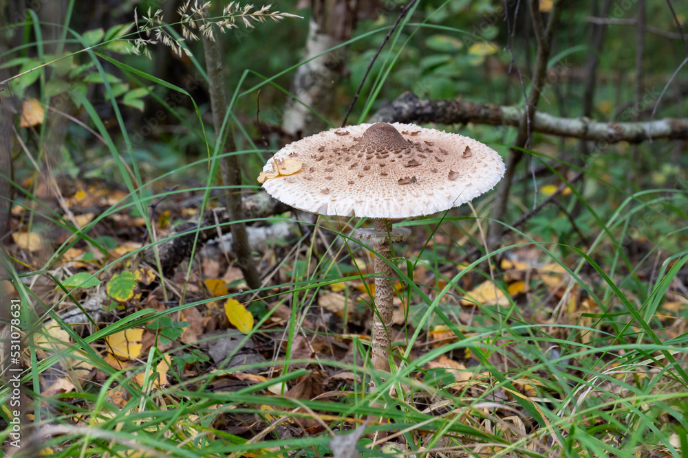 Amanita muscaria in the leaves of the autumn forest. Beautiful red fairy fly agaric. Poisonous mushroom in the forest. Amanita muscaria in the leaves of the autumn forest. Beautiful red fairy fly agaric. Poisonous mushroom in the forest.