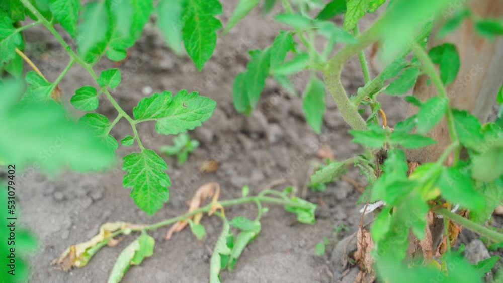 Secateurs cut tomato branches affected by phytophthora. Caring for plants in the garden. Dry leaves affected by fungal diseases. Pests of agricultural crops Secateurs cut tomato branches affected by phytophthora. Caring for plants in the garden. Dry leaves affected by fungal diseases. Pests of agricultural crops