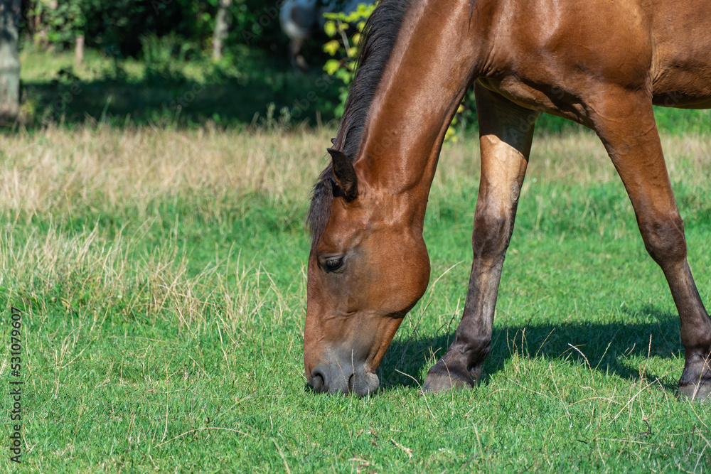 Obraz premium Beautiful bay horse grazing in pasture. Brown mare eating green grass. Adult female equus caballus with black tail and mane on the field. Ginger perissodactyla pluck and eating plants on sunny day.