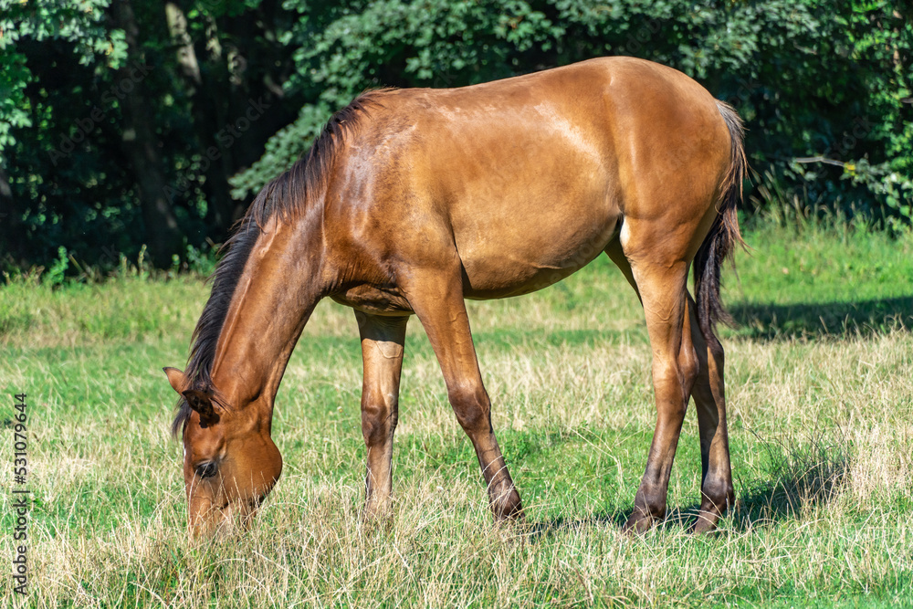 Beautiful little foal grazing in pasture. Brown horse eating green grass. Little foal equus caballus with black tail and mane on the field. Ginger perissodactyla pluck and eating plants on sunny day. Beautiful little foal grazing in pasture. Brown horse eating green grass. Little foal equus caballus with black tail and mane on the field. Ginger perissodactyla pluck and eating plants on sunny day.
