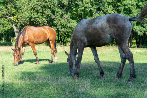 Photos Group beautiful horses graze in pasture
