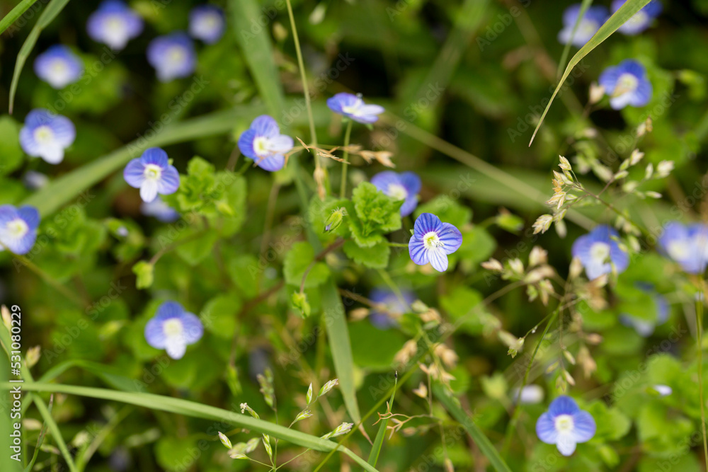 Beautiful veronica chamadris - blue flowers in spring. Floral background. Veronica Alpine Veronica fruticans . Wild flower veronica oak. Beautiful veronica chamadris - blue flowers in spring. Floral background. Veronica Alpine Veronica fruticans . Wild flower veronica oak.