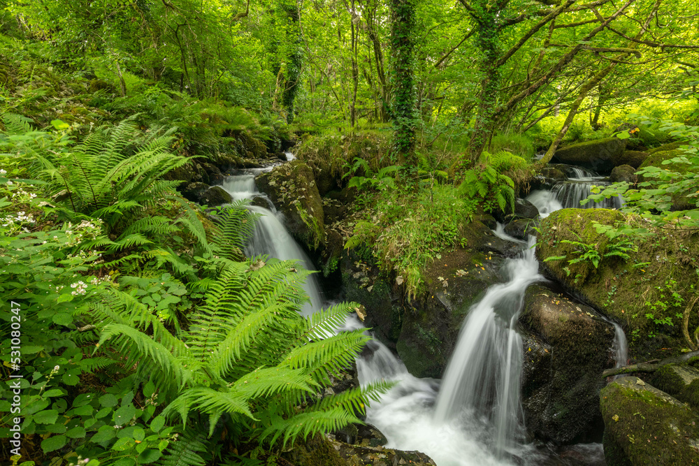 Tumbling waterfalls on a fast flowing stream through a verdant fern carpeted woodland, Dartmoor National Park, Devon, England Tumbling waterfalls on a fast flowing stream through a verdant fern carpeted woodland, Dartmoor National Park, Devon, England