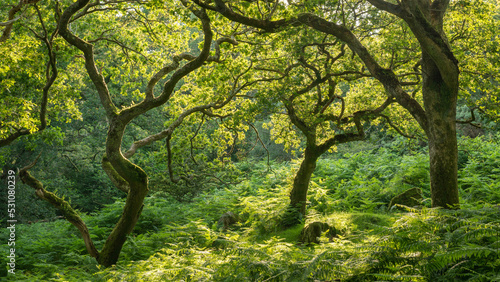 Verdant deciduous woodland in summertime, Dartmoor National Park, Devon, England photo