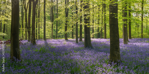 Morning sunlight in a bluebell woodland, West Woods, Wiltshire, England