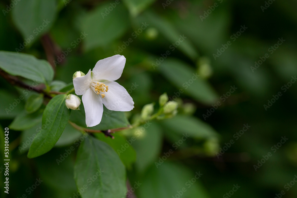 Philadelphus They are named mock-orange in reference to their flowers, flowers and jasmine Jasminum Philadelphus They are named mock-orange in reference to their flowers, flowers and jasmine Jasminum
