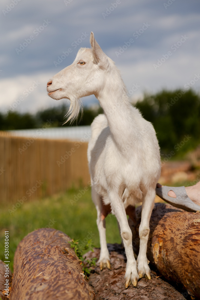 Fototapeta premium a beautiful white goat stands on pine logs and looks into the distance