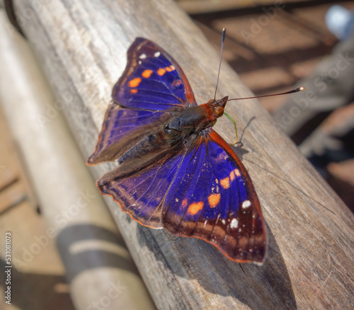 Doxocopa agathina, the agathina emperor or purple emperor Butterfly. Close up photo