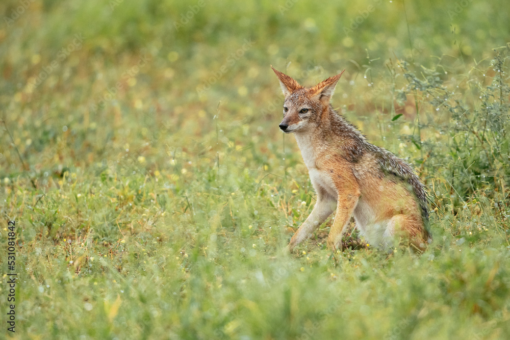 Jackal, Makuleke Contractual Park, Kruger National Park Jackal, Makuleke Contractual Park, Kruger National Park