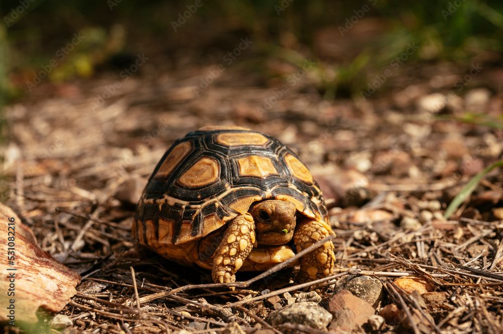 Leopard Tortoise, Makuleke Contractual Park, Kruger National Park Leopard Tortoise, Makuleke Contractual Park, Kruger National Park