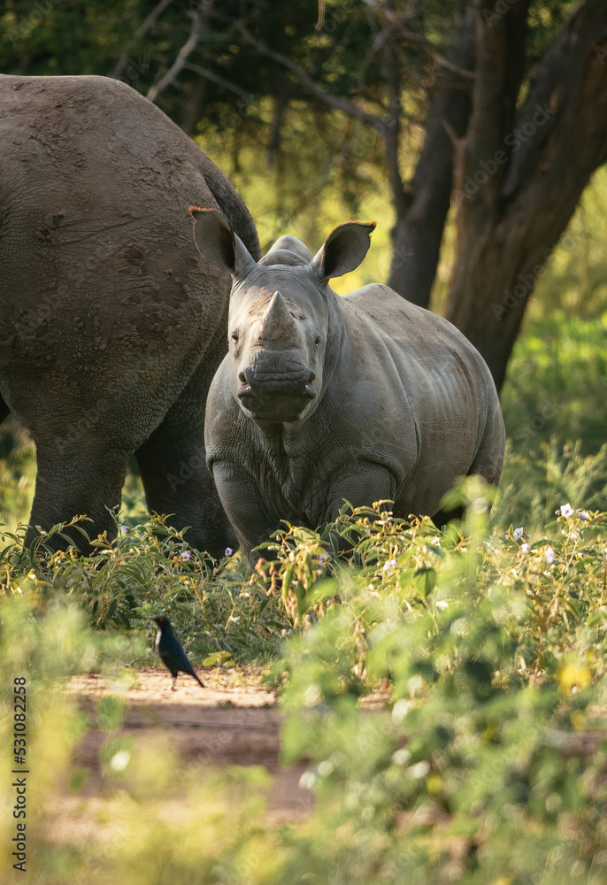 Young White Rhino with mother, Marataba, Marakele National Park Young White Rhino with mother, Marataba, Marakele National Park