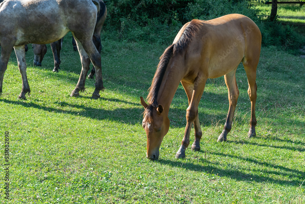 Fototapeta premium Group beautiful horses graze in pasture. Brown stallion and gray mare equus caballus eat green grass. Herd male and female perissodactyla on free paddock eating plants on sunny day. Bay roan horses.