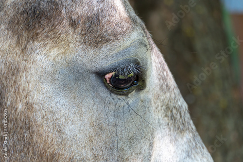 Close-up eyes of horse look. Head of roan gray horse. Eyelash eyelid eyepupils of beautiful equus caballus. Postcard and wallpaper with animal.