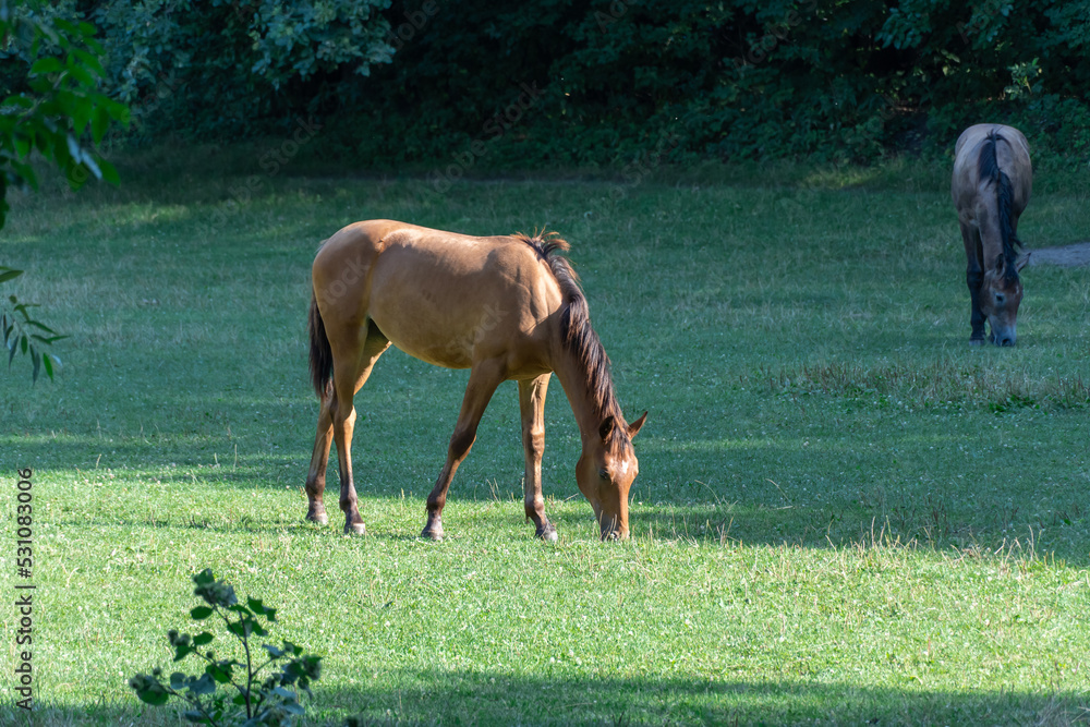 Obraz premium Group beautiful horses graze in pasture. Brown stallion and gray mare equus caballus eat green grass. Herd male and female perissodactyla on free paddock eating plants on sunny day. Bay roan horses.