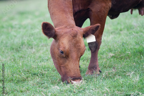 Cow grazing green grass closeup