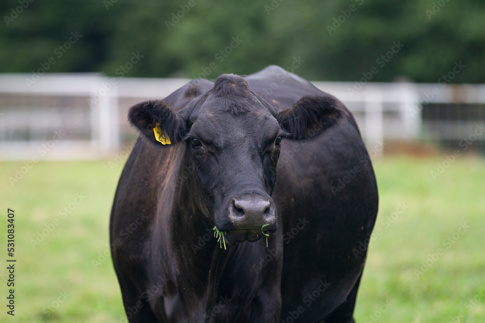 Fat, Black cow closeup with grass in mouth