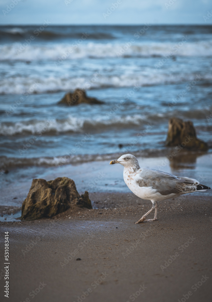 seagull on the beach