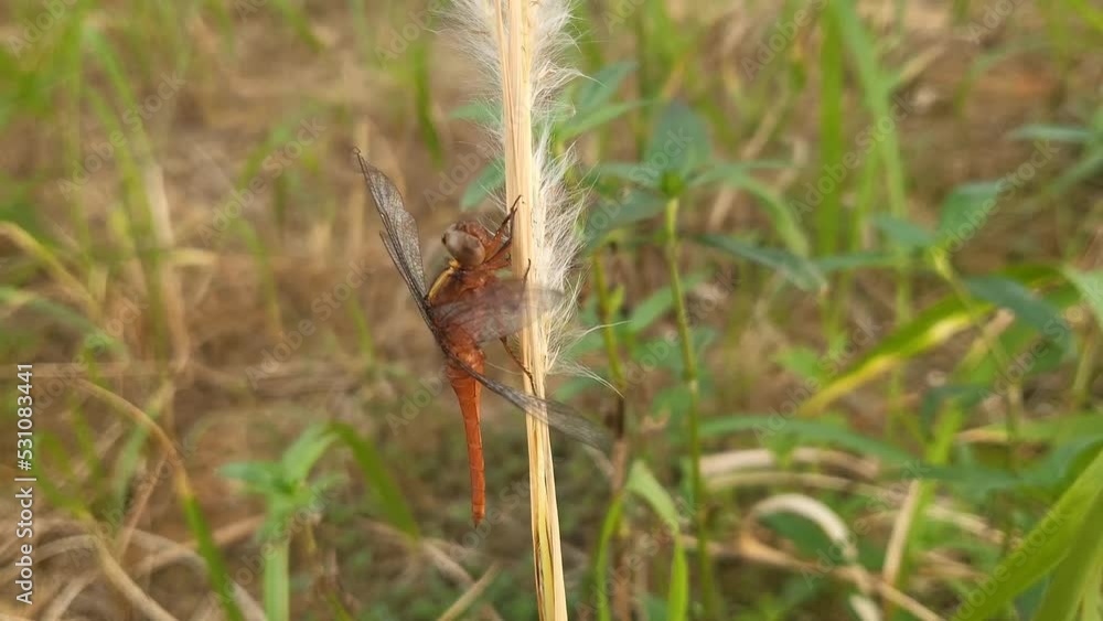a dragonfly perched on the grass blown by the wind