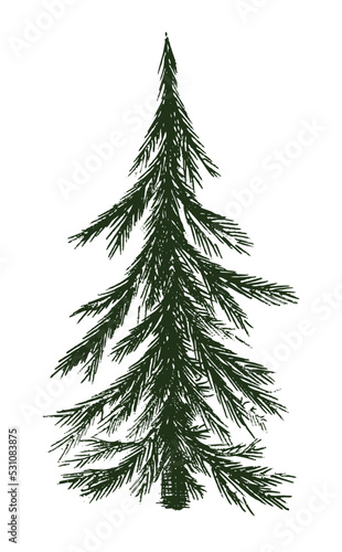 A sketch of a green pine tree in ink pen.