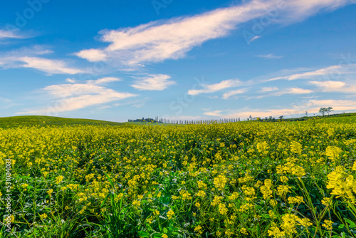 Meadows and farm in spring, Orcia Valley, Tuscany, Italy photo