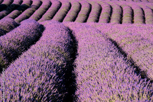 Lavender field lines, Plateau de Valensole, Provence, France photo