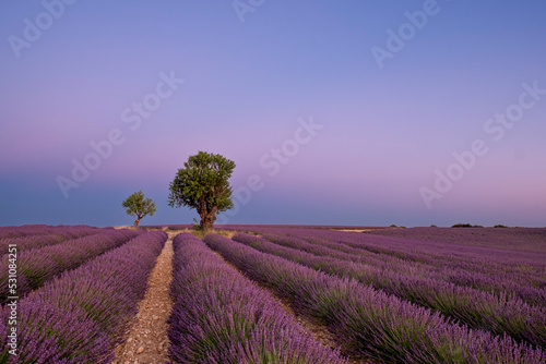 Two trees at the end of a lavender field at dusk, Plateau de Valensole, Provence, France photo