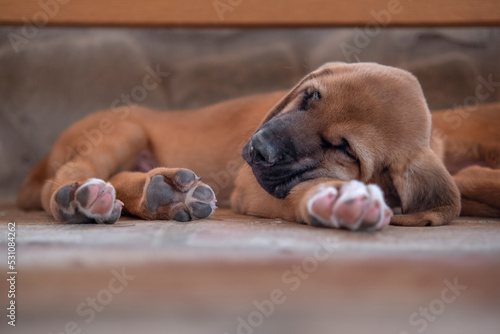 Broholmer dog breed puppy sleeping with his head over a paw, Italy photo