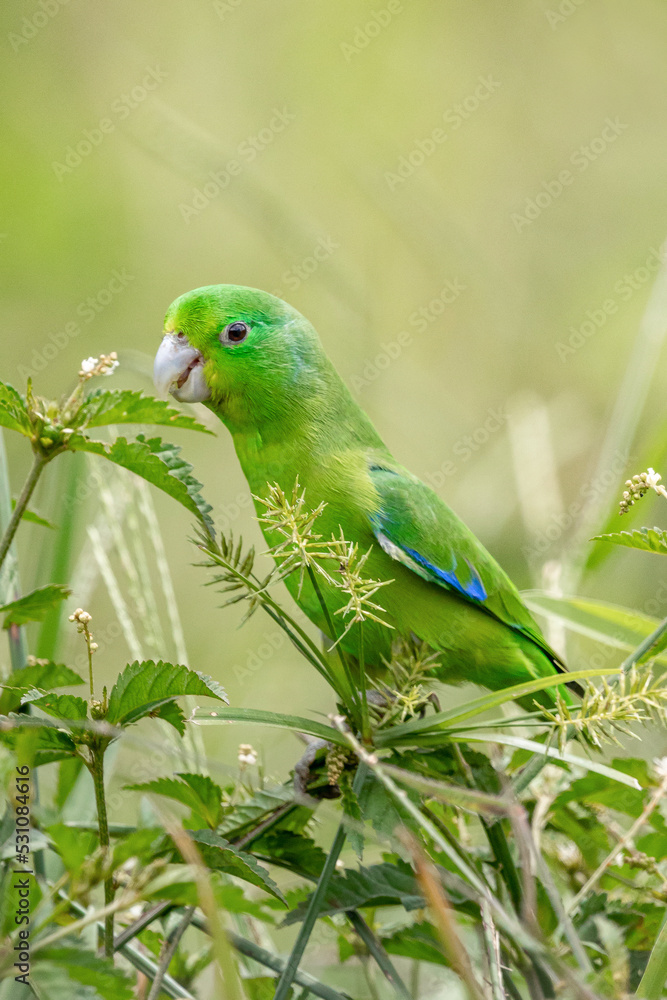 Tuim (Blue-winged Parrotlet)
Tuim (Blue-winged Parrotlet)