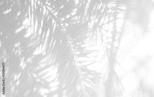 Palm leaf shadow and light on wall blur background. Sunshine and darkness of nature tropical leaves tree branch shadow forest