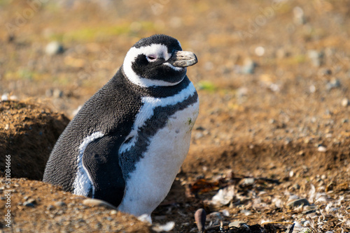 Magellanic penguin, Isla Magdalena, Patagonia, Chile, South America photo