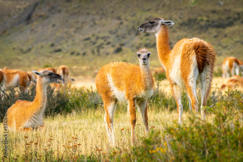 Baby guanaco (Lama guanicoe) with its herd, Torres del Paine National Park, Patagonia, Chile, South America