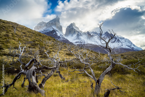 Barren trees with Los Cuernos mountain peaks in background, Torres del Paine National Park, Patagonia, Chile, South America photo