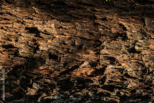 Wallpaper Mural Background of bark in natural light Torontodigital.ca