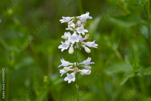 Foxglove Beardtongue wildflower in Oklahoma